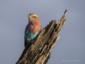 Lilac-Breasted Roller