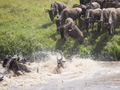 Wildebeest Crossing the Mara