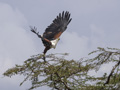 African Fish Eagle