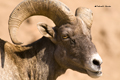 Desert Bighorn Sheep