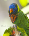 Green-Naped Lorikeet