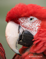 Scarlet Macaw