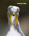 White-Headed Lapwing