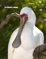 African Spoonbill