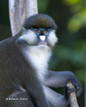 Schmidt's Spot-Nosed Guenon