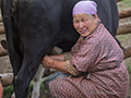 Milking the family herd, Mongolia