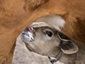 Calf Nursing, Mongolia