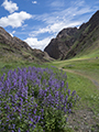 Yol Valley, Gobi, Mongolia