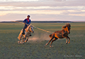 Working the family herd, Gobi, Mongolia