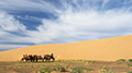 Camels, Gobi Desert, Mongolia