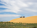 Camels, Gobi Desert, Mongolia