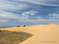 Camels, Gobi Desert, Mongolia