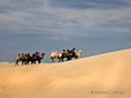 Camels, Gobi Desert, Mongolia