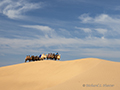 Camels, Gobi Desert, Mongolia