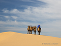 Camels, Gobi Desert, Mongolia