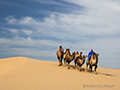 Camels, Gobi Desert, Mongolia