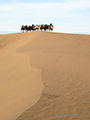 Camels, Gobi Desert, Mongolia