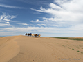 Camels, Gobi Desert, Mongolia