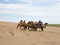 Camels, Gobi Desert, Mongolia