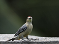 Hoffmann's Woodpecker (male)