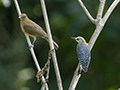 Clay-Colored Thrushn and  Hoffmann's Woodpecker (female)