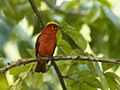 Summer Tanager (male)