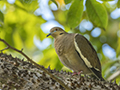 White-Winged Dove