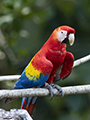 Scarlet Macaw