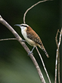 Rufous-Naped Wren