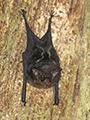 Lesser White-Lined Bat