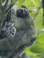 Three-Toed Sloth