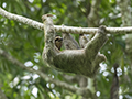 Three-Toed Sloth