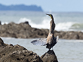 Bare-Throated Tiger Heron