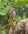 Black Hawk (juvenile)