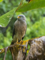 Black Hawk (juvenile)