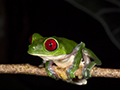 Red-Eyed Tree Frog