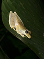 Gladiator Tree Frog