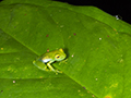 Emerald Glass Frog