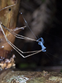 Cone Web of a Ray Spider