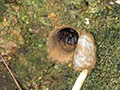 Trapdoor Spider