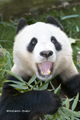 Giant Panda