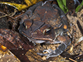 Climbing Toad