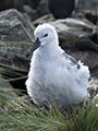 Black-Browed Albatross