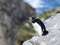 Rockhopper Penguin