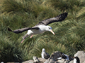 Black-Browed Albatross