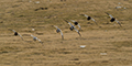 Upland Geese