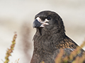 Striated Caracara (Johnny Rook)