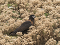 Striated Caracara (Johnny Rook)