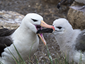 Black-Browed Albatross