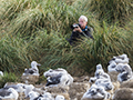 Black-Browed Albatross